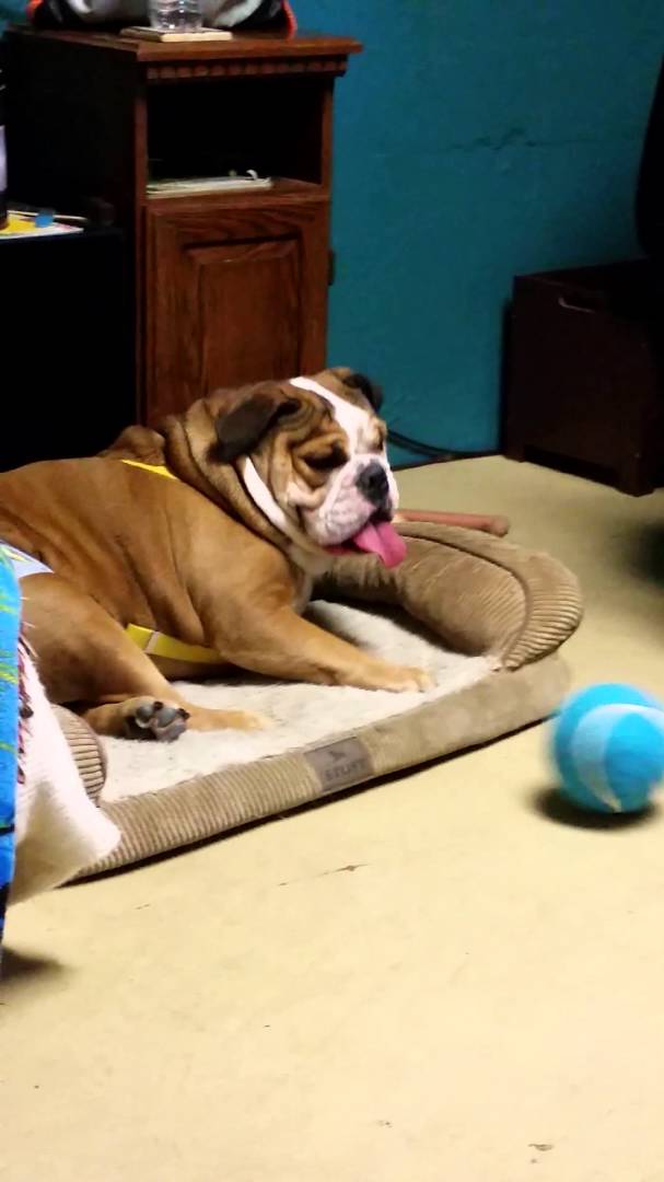 Adorable English Bulldog Wears Diapers And Plays With His Ball! A Dog