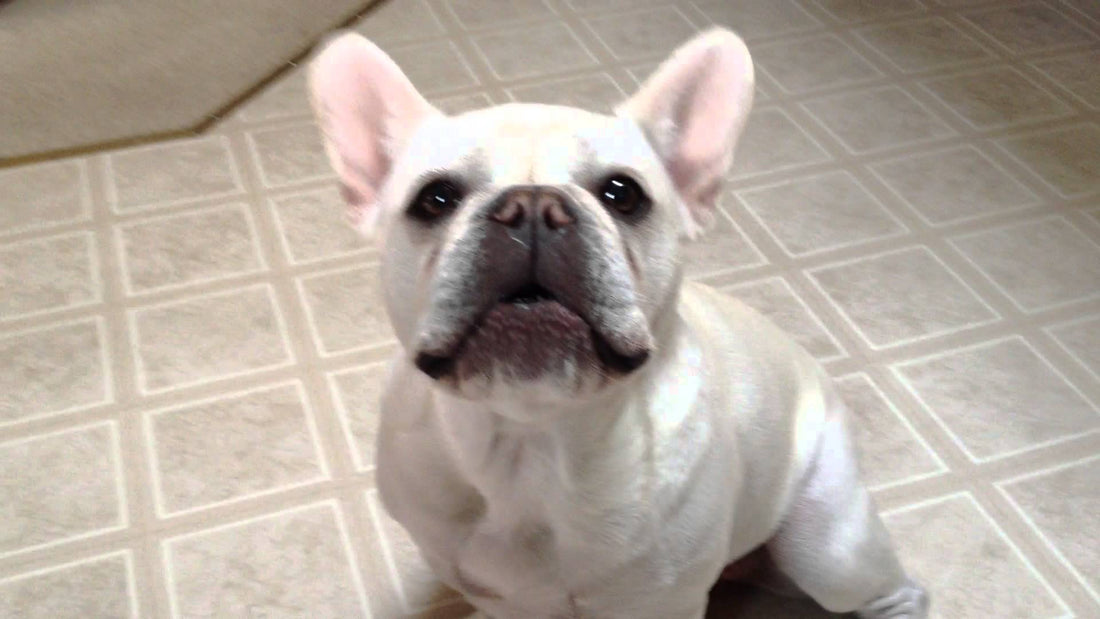 Adorable French Bulldog Is Talking To Her Mommy, Seconds Later I Fell Down Laughing!