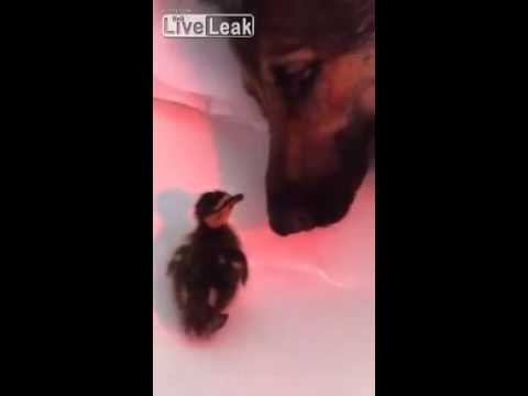 Adorable German Shepherd Adopts A Rescued Duckling And Becomes Mommy! #LoveAndAffection