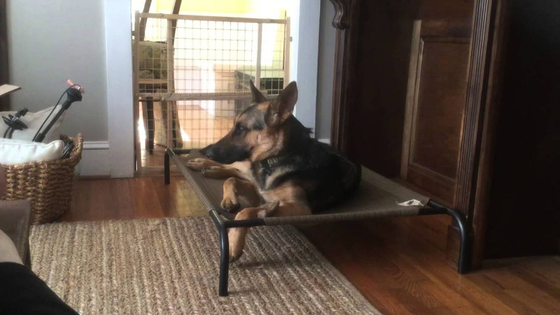Adorable German Shepherd Can't Keep His Eyes Open. Find Out Why!