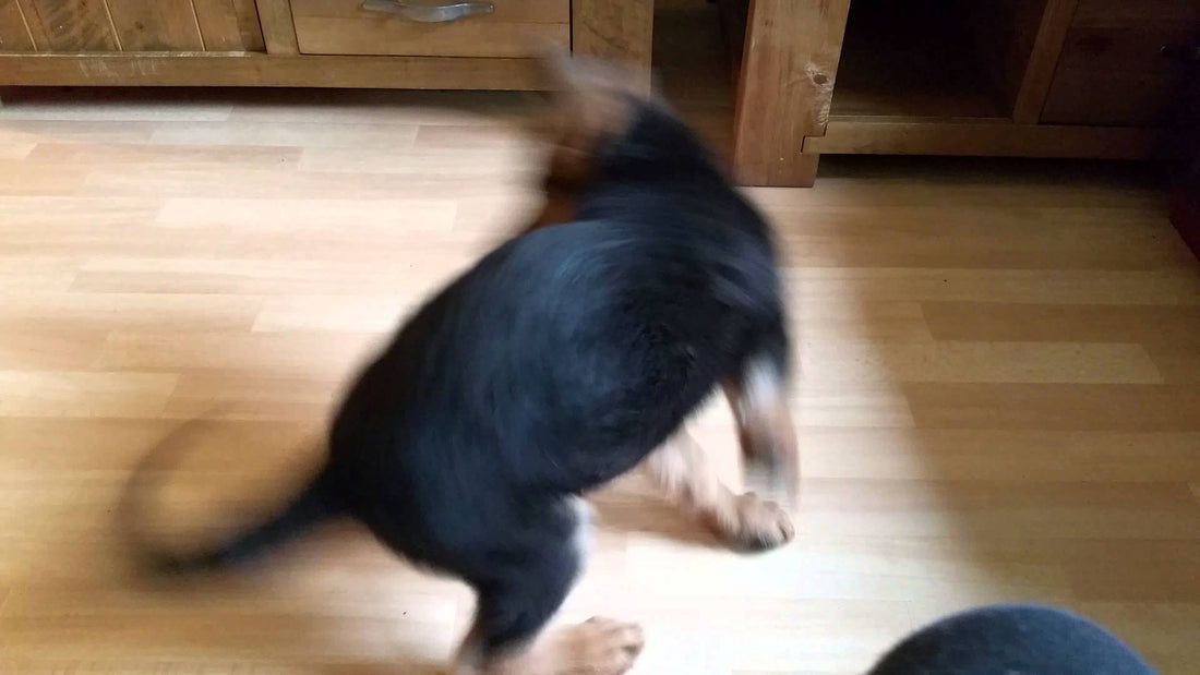 Adorable German Shepherd Chases His Tail For No Apparent Reason!