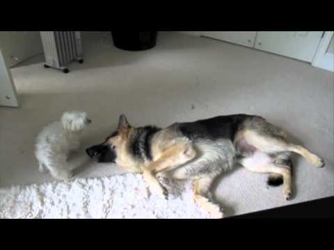 Adorable German Shepherd Competes With Maltese For LOVE!