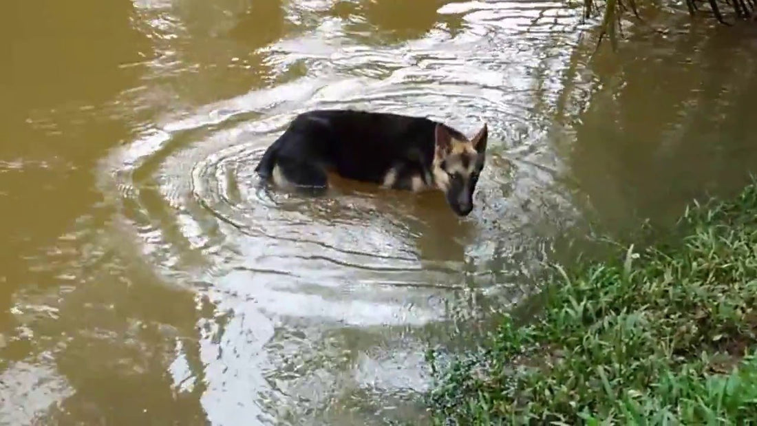 Adorable German Shepherd Enjoys Herself At The Pond!