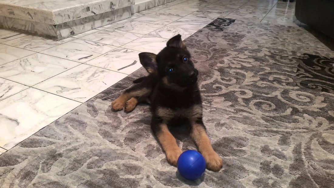Adorable German Shepherd Head Tilts When His Daddy Whistles!