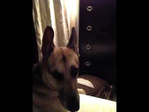 Adorable German Shepherd Howls With His Mommy And It's Adorable!