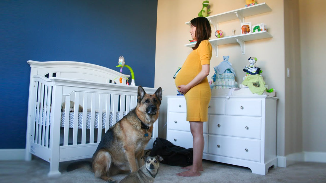 Adorable German Shepherd is Thrilled And Can't Wait For The Baby!