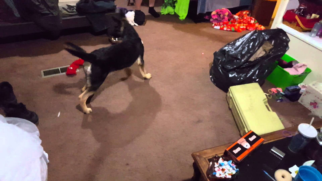 Adorable German Shepherd Playing With The Laser Pointer Is Just Adorable!