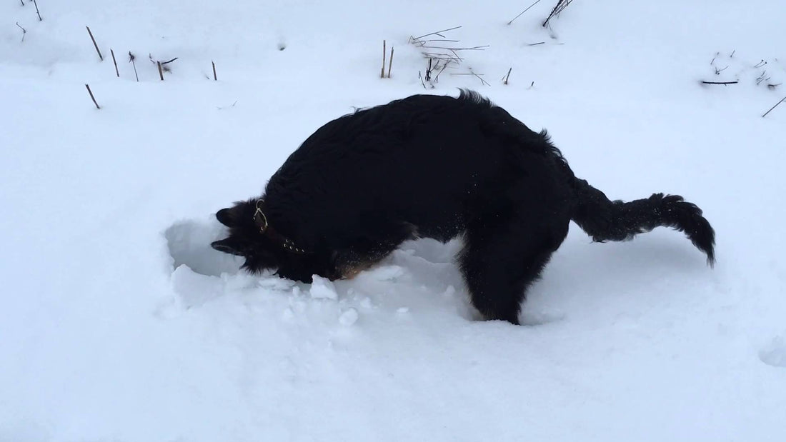 Adorable German Shepherd Plays In The Snow For The First Time!