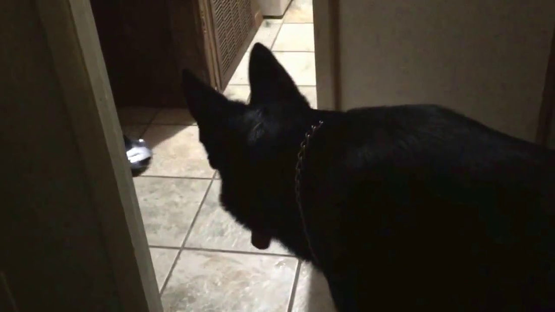 Adorable German Shepherd Pup Sees A Lamborghini Veneno For The First Time!