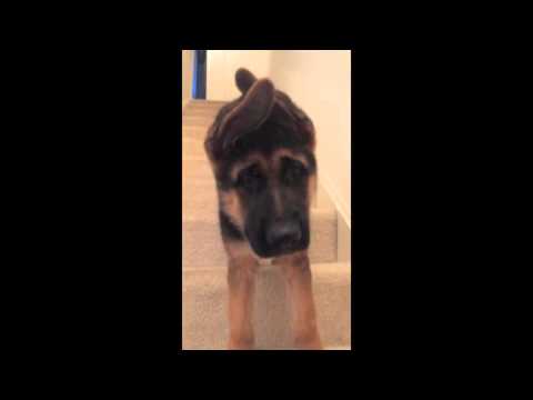 Adorable German Shepherd Pup Tries To Figure Out The Stairs!