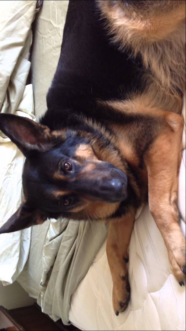 Adorable German Shepherd Refuses To Get Off The Bed! Acts Like He Can't Hear His Human! #SoAdorable!