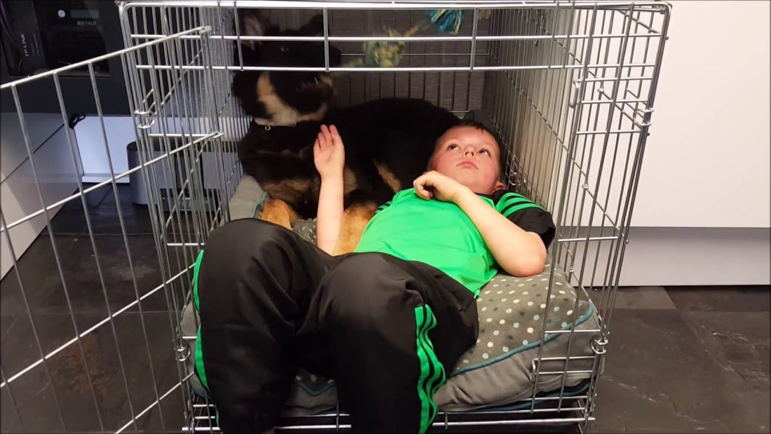 Adorable German Shepherd Spends Quality Time With Her Brother... In Her Kennel!