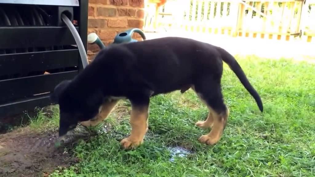 Adorable German Shepherd Spots A Garden Hose, Then Battles It Hilariously!