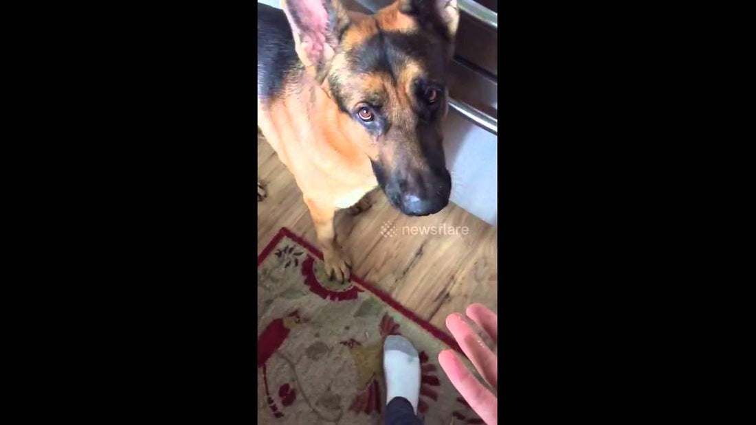 Adorable German Shepherd Tells His Daddy He's Still Hungry!