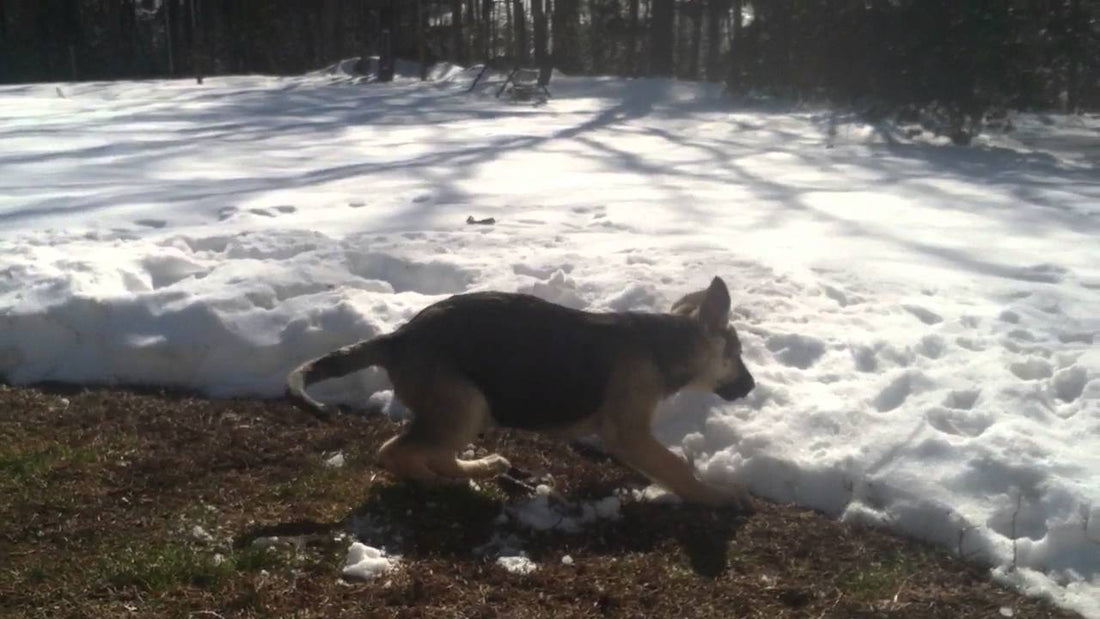 Adorable German Shepherd Tries To Eat Snowballs!