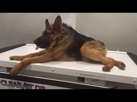 Adorable German Shepherd With Short Spine Has Lots Of Love To Offer...