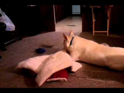 Adorable German Shepherd Won't Give Up Her Favorite Blanket!