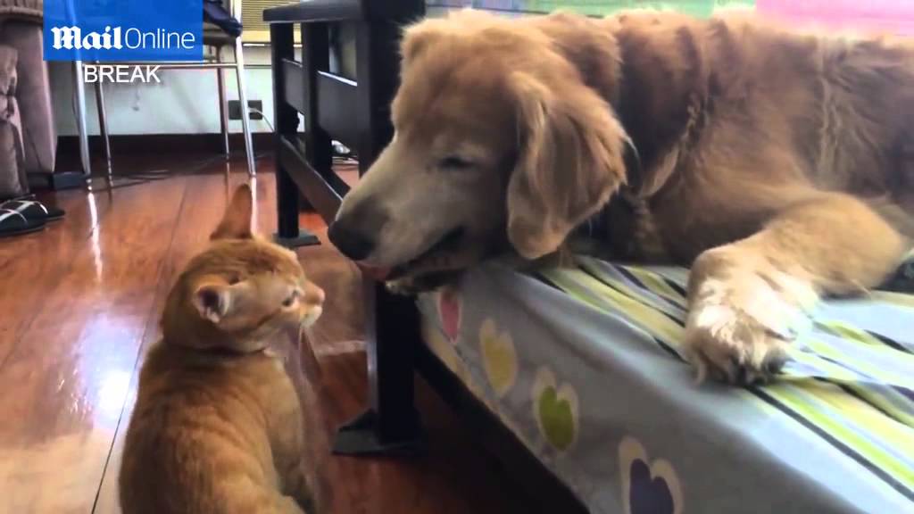 Adorable Golden Retriever Becomes Mommy To Koda, A Rescued Ginger Kitten! #Aww!!