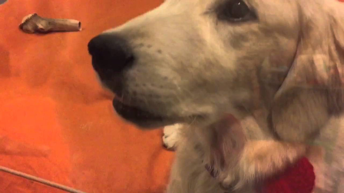 Adorable Golden Retriever Can't Wait For Her Treat!