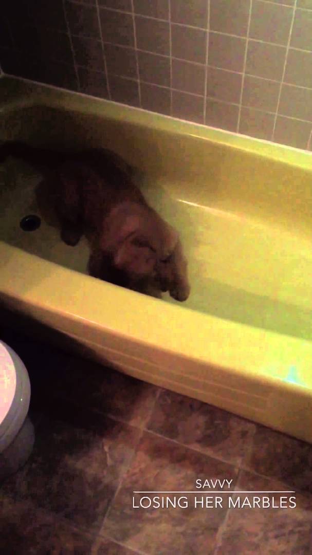 Adorable Golden Retriever Decides To Get Used To The Bath Tub!