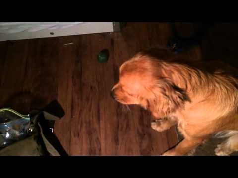 Adorable Golden Retriever Decides To Eat Strings Of Cheese And Loves It!