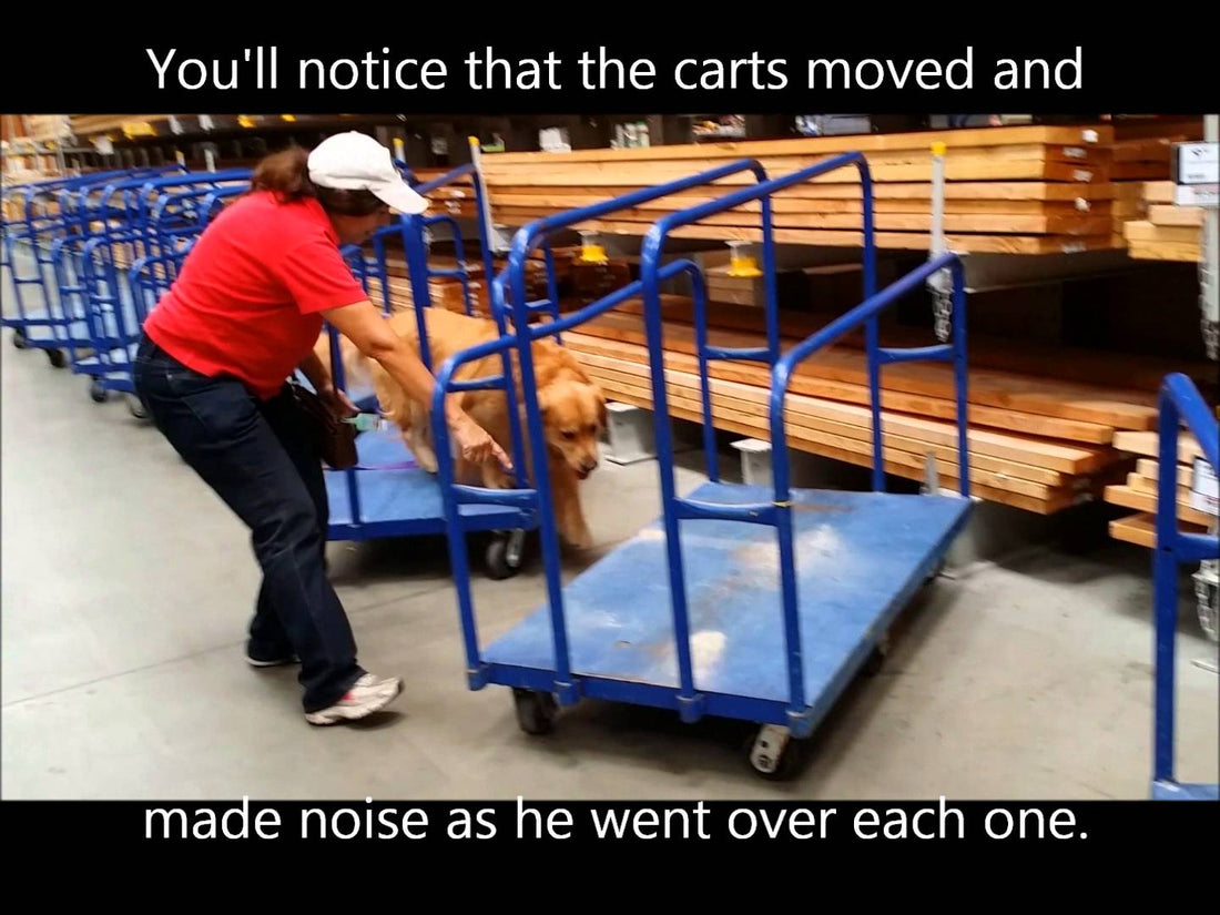 Adorable Golden Retriever Enjoys His Day With The Lumber Carts!