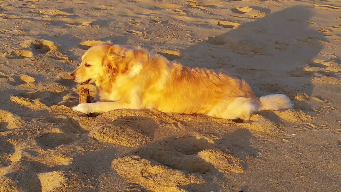 Adorable Golden Retriever Finds Her Happy Place, Then Does THIS!