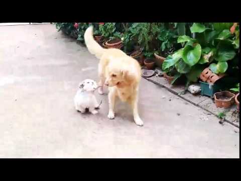 Adorable Golden Retriever Gets A Task - To Retrieve Two Puppies!