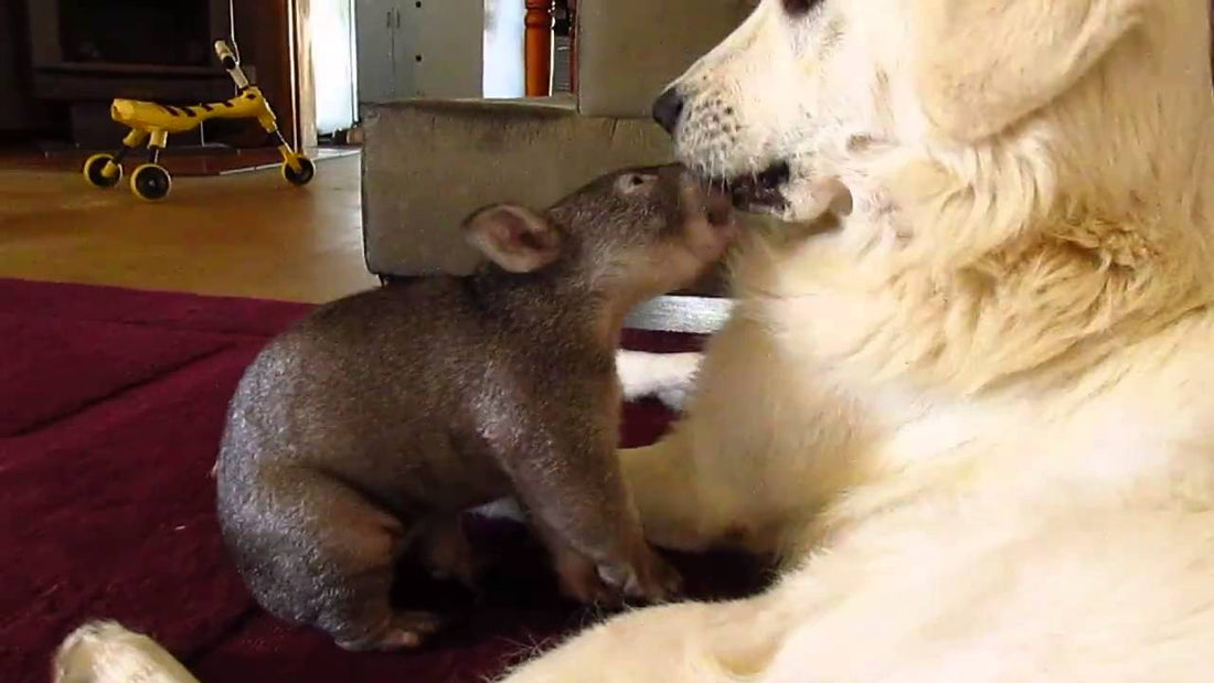 Adorable Golden Retriever Gets Some Help From A Wombat!