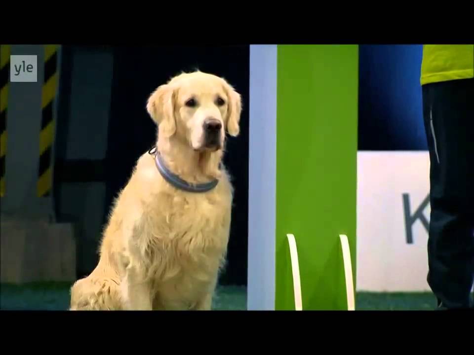 Adorable Golden Retriever Goes On A Delightful Rampage During Obedience Competition! Hilarious!