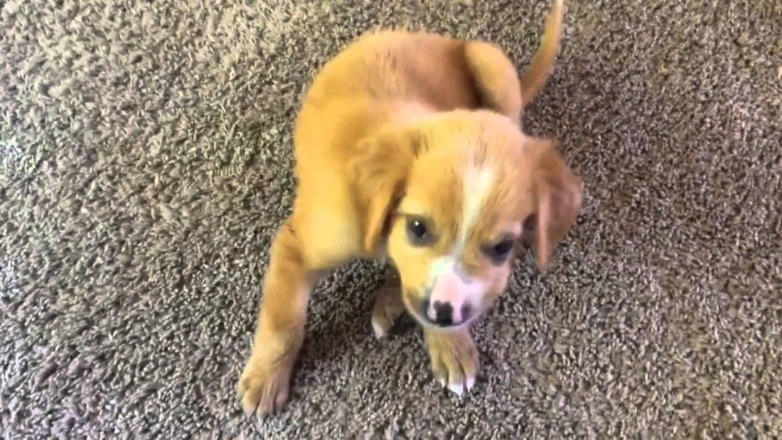 Adorable Golden Retriever Joins The Cat And The English Bulldog! What A Happy Family!