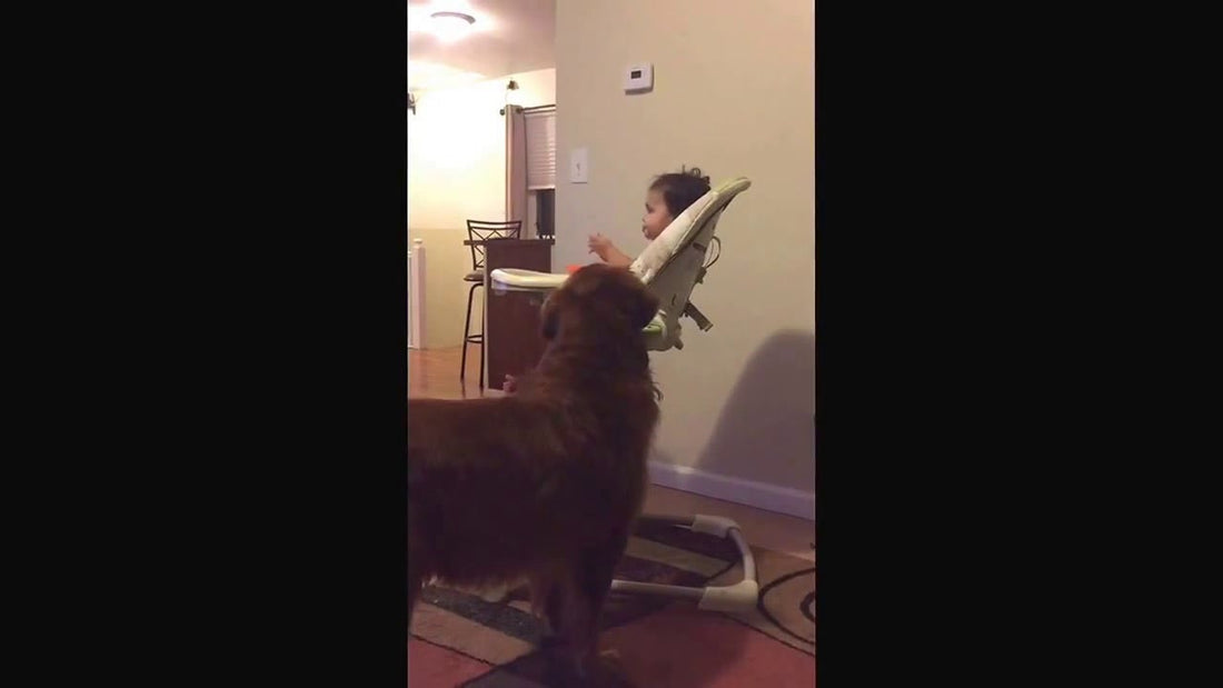 Adorable Golden Retriever Likes Baby Food More Than The Baby!