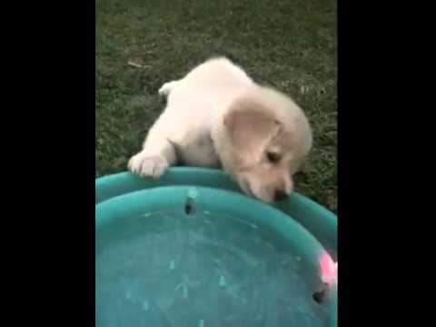 Adorable Golden Retriever Playing With The Cat Toy Is The Best Thing You'll Watch Today! #GoAww!