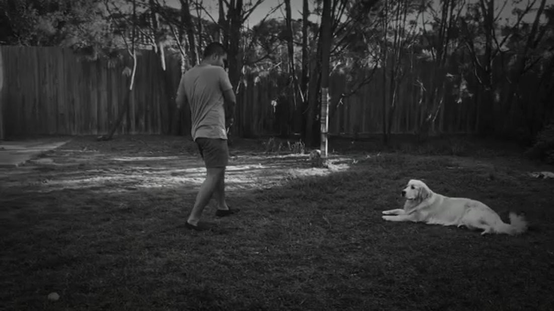 Adorable Golden Retriever Plays James Bond With His Daddy!