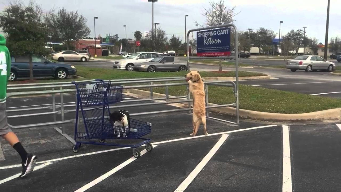 Adorable Golden Retriever Proves She Has More Stability Than Her Trainer!