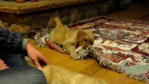 Adorable Golden Retriever Puppy Plays All By Herself While Her Brother Sleeps!