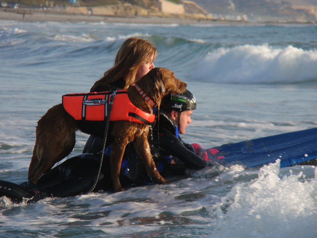 Adorable Golden Retriever Riding A Wave Of Hope For Those In Need! #SuperInspirational!