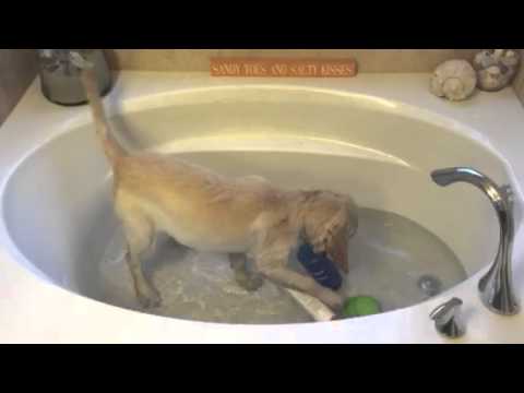 Adorable Golden Retriever Shows The World How Awesome Bath Time Really Is!