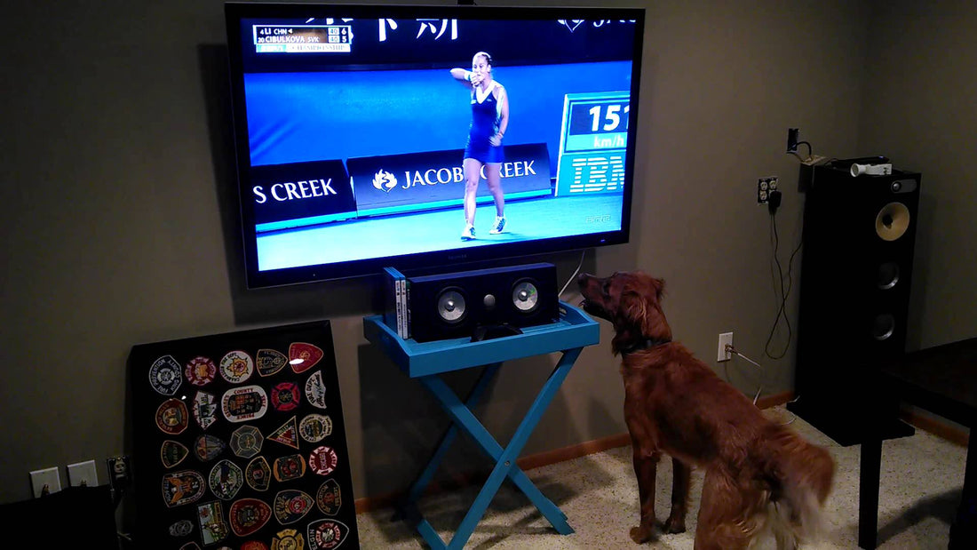 Adorable Golden Retriever Takes Tennis Ball Relationship To A Whole New Level! #Aww!