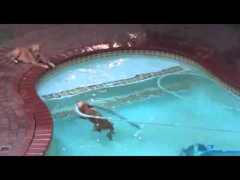 Adorable Golden Retriever Thinks The Pool Cleaner Is A Secret Alien!