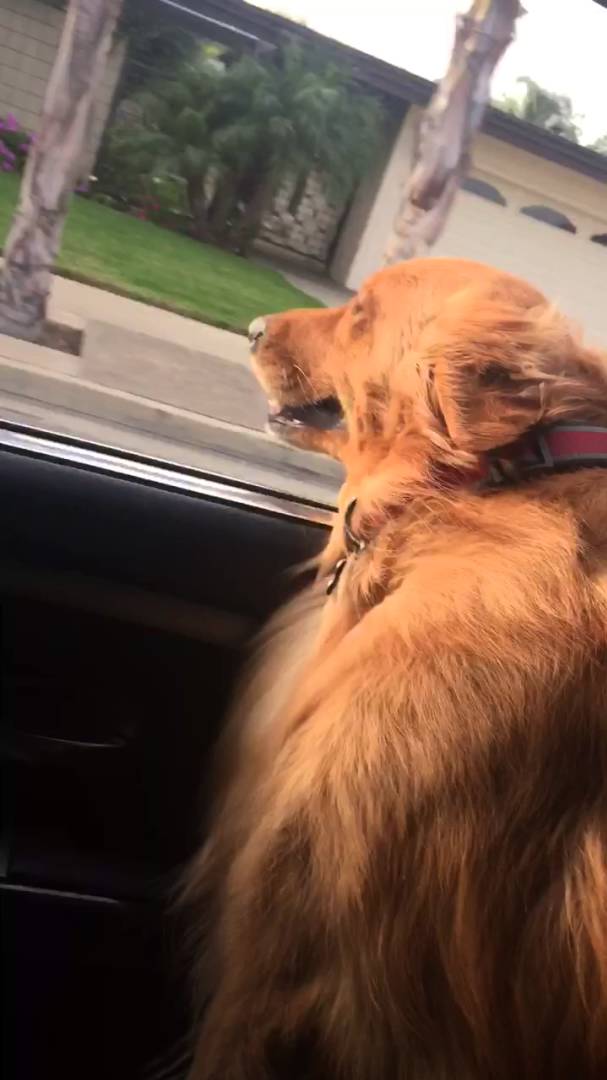 Adorable Golden Retriever Thoroughly Enjoying His Car Ride!