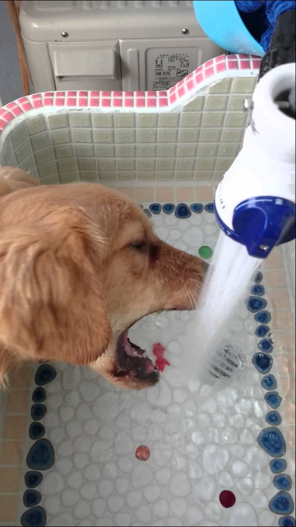 Adorable Golden Retriever Tries To Bite Water From The Tap! #BiteBiteBite!