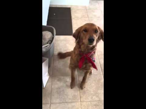 Adorable Golden Retriever Tries To Talk Like A Teenager!