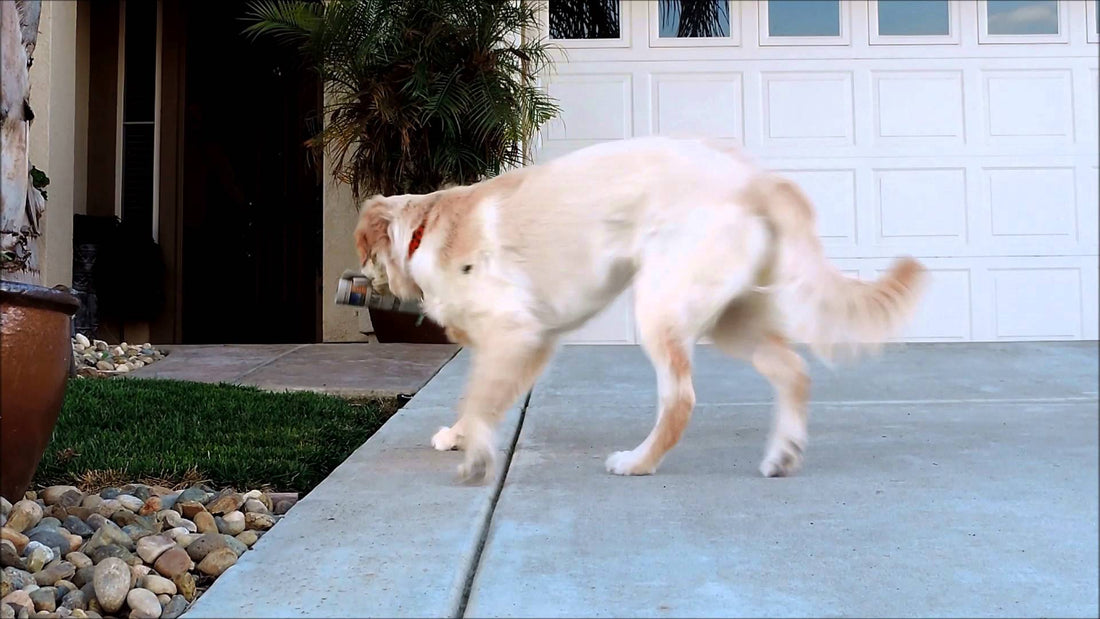 Adorable Golden Retriever Was Just Doing Her Job When This Happened!