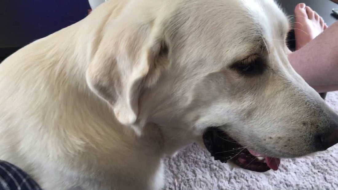 Adorable Golden Retriever Was Sitting Calmly When All Of A Sudden Something Caught His... Tail?!