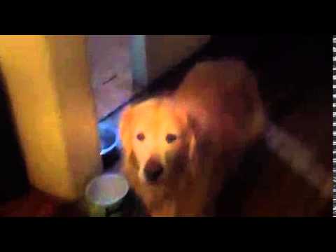 Adorable Golden Retriever's New Trick Will Minimize Your Electricity Bills!