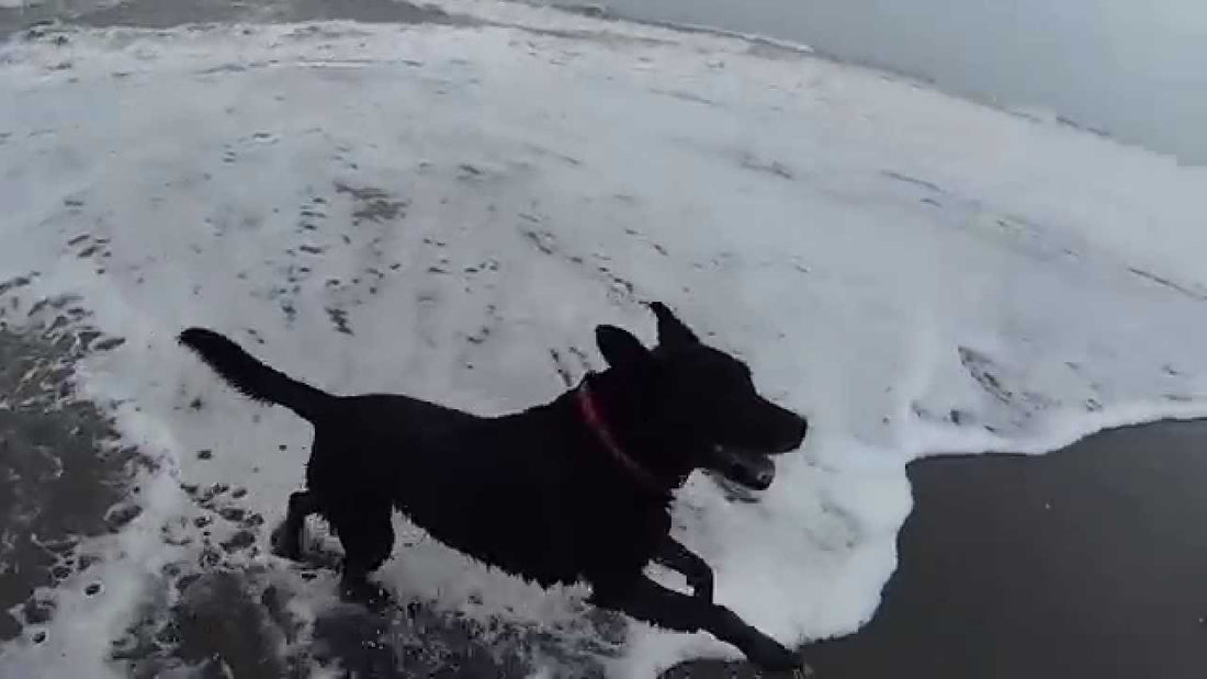 Adorable Labrador Absolutely Can't Wait To Hit The Waves At The Beach!