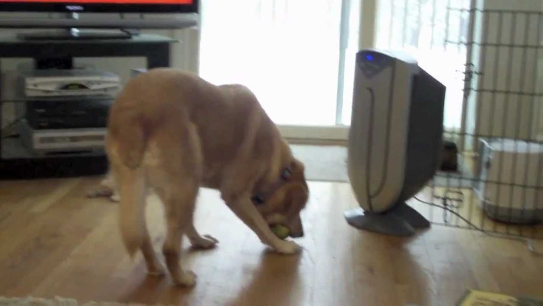 Adorable Labrador Achieves The Impossible! Hits Three Tennis Balls With One Mouth! LOL