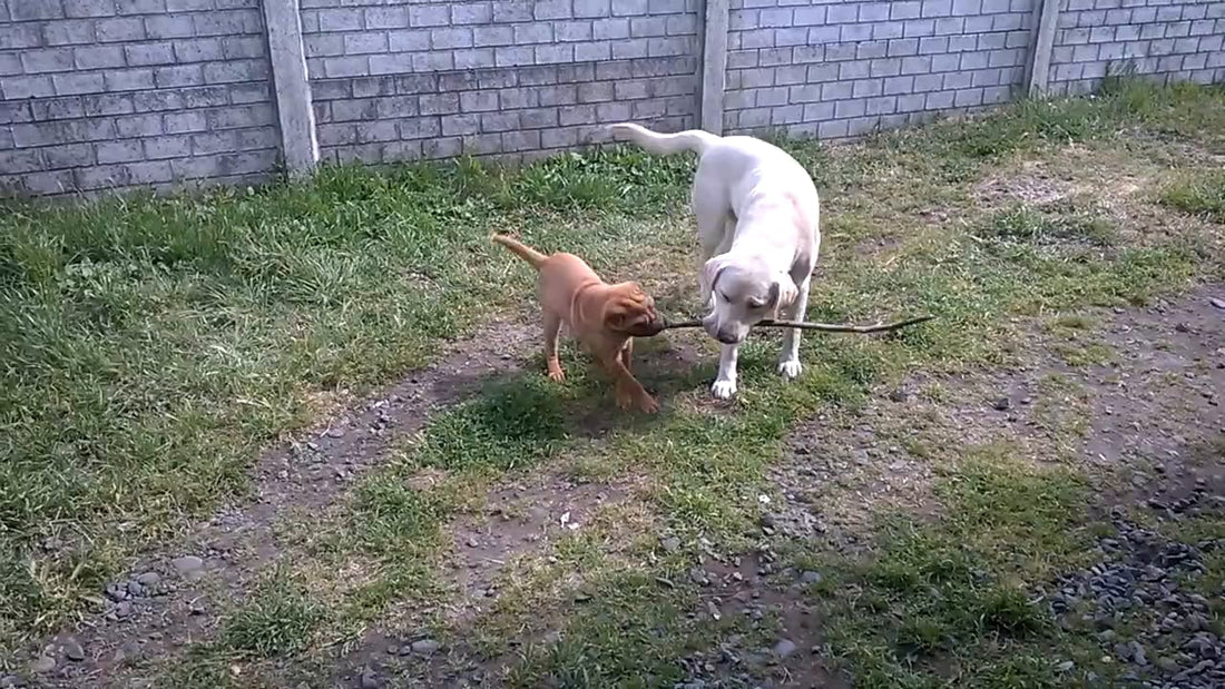 Adorable Labrador Becomes Branch Manager And Won't Let Go Of His Post!