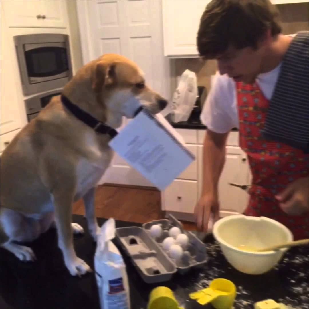 Adorable Labrador Mix Pup Will Do Everything And Anything For His Person! #Hilarious!